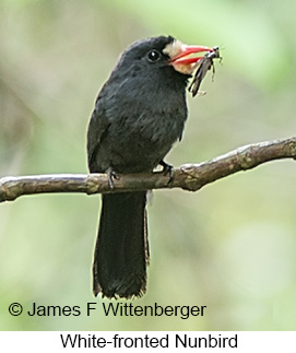 White-fronted Nunbird - © James F Wittenberger and Exotic Birding LLC