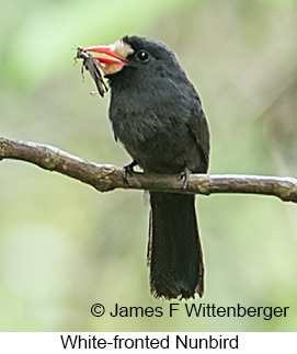 White-fronted Nunbird - © James F Wittenberger and Exotic Birding LLC