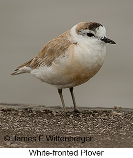 White-fronted Plover - © James F Wittenberger and Exotic Birding LLC