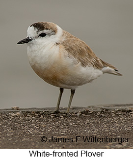 White-fronted Plover - © James F Wittenberger and Exotic Birding LLC