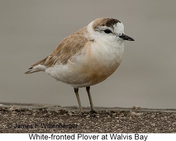 White-fronted Plover - © James F Wittenberger and Exotic Birding LLC White-fronted Plover - © James F Wittenberger and Exotic Birding LLC