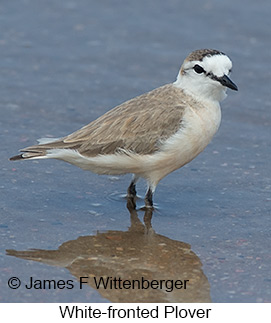 White-fronted Plover - © James F Wittenberger and Exotic Birding LLC