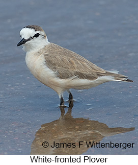 White-fronted Plover - © James F Wittenberger and Exotic Birding LLC