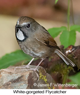 White-gorgeted Flycatcher - © James F Wittenberger and Exotic Birding LLC