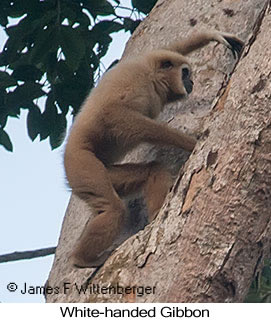 White-handed Gibbon - &copy; James F Wittenberger and Exotic Birding LLC