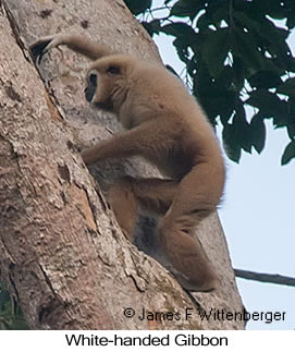 White-handed Gibbon - © James F Wittenberger and Exotic Birding LLC