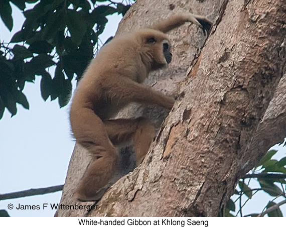 White-handed Gibbon - © James F Wittenberger and Exotic Birding LLC