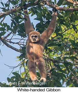 White-handed Gibbon - © James F Wittenberger and Exotic Birding LLC