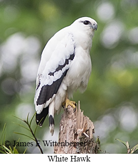 White Hawk - &copy; James F Wittenberger and Exotic Birding LLC
