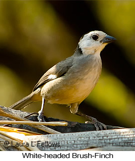 White-headed Brushfinch - © Laura L Fellows and Exotic Birding LLC