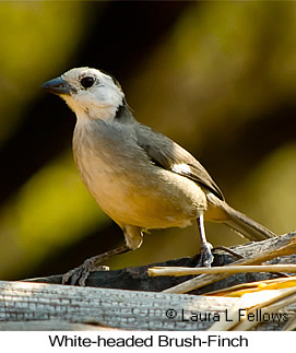 White-headed Brushfinch - © Laura L Fellows and Exotic Birding LLC