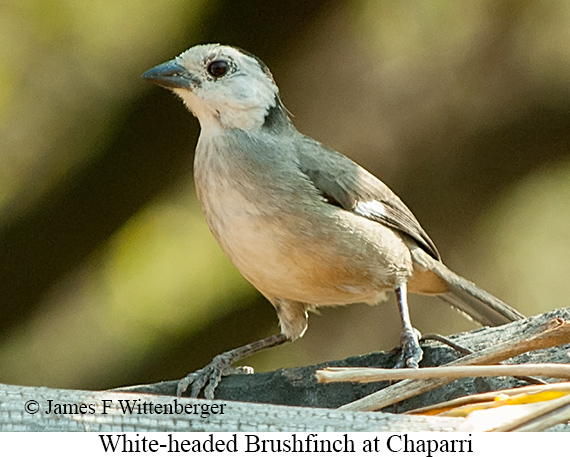 White-headed Brushfinch - &copy; James F Wittenberger and Exotic Birding LLC
