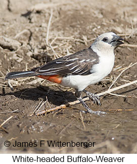 White-headed Buffalo-Weaver - © James F Wittenberger and Exotic Birding LLC