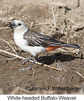 White-headed Buffalo-Weaver - © James F Wittenberger and Exotic Birding LLC White-headed Buffalo-Weaver - © James F Wittenberger and Exotic Birding LLC