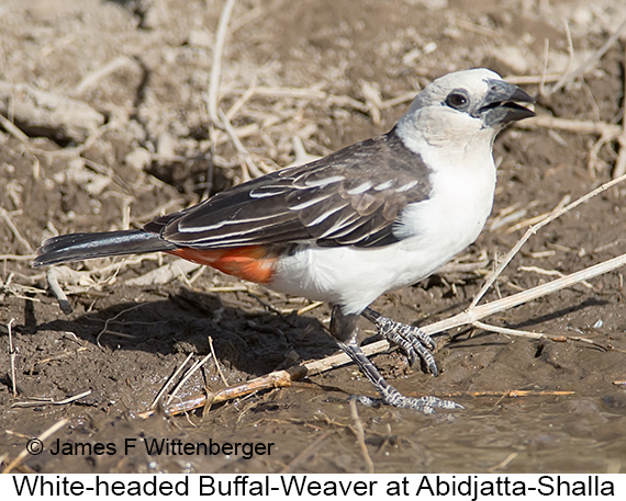 White-headed Buffalo-Weaver - © James F Wittenberger and Exotic Birding LLC