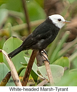 White-headed Marsh Tyrant - © Laura L Fellows and Exotic Birding LLC