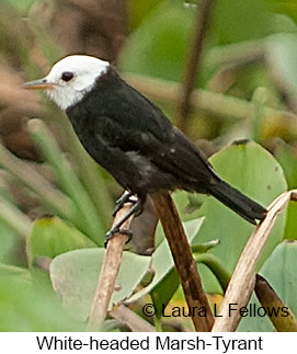 White-headed Marsh Tyrant - © Laura L Fellows and Exotic Birding LLC