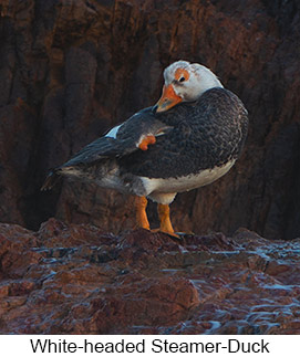 White-headed Steamer-Duck  - Courtesy Argentina Wildlife Expeditions