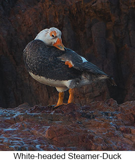 White-headed Steamer-Duck - Courtesy Argentina Wildlife Expeditions