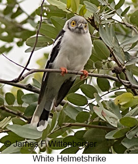 White Helmetshrike - © James F Wittenberger and Exotic Birding LLC