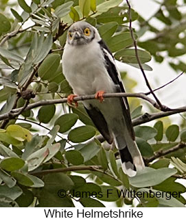 White Helmetshrike - © James F Wittenberger and Exotic Birding LLC