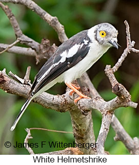 White Helmetshrike - © James F Wittenberger and Exotic Birding LLC White Helmetshrike - © James F Wittenberger and Exotic Birding LLC