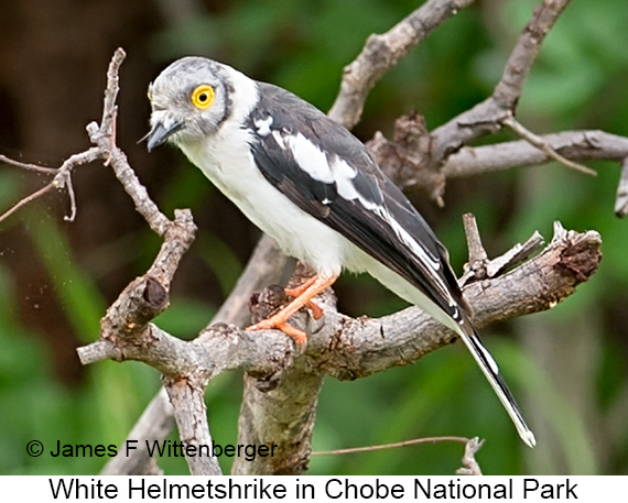 White Helmetshrike - © James F Wittenberger and Exotic Birding LLC