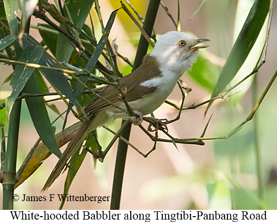 White-hooded Babbler - © James F Wittenberger and Exotic Birding LLC White-hooded Babbler - © James F Wittenberger and Exotic Birding LLC