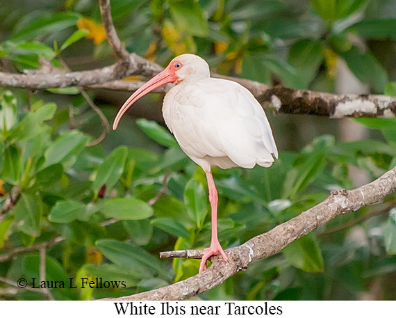 White Ibis - © James F Wittenberger and Exotic Birding LLC