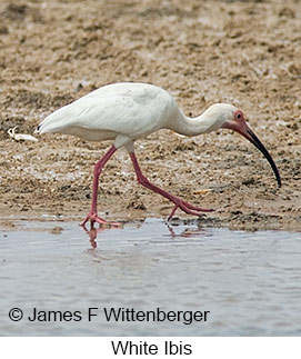 White Ibis - © James F Wittenberger and Exotic Birding LLC