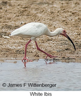 White Ibis - © James F Wittenberger and Exotic Birding LLC White Ibis - © James F Wittenberger and Exotic Birding LLC