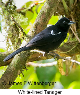 White-lined Tanager - © James F Wittenberger and Exotic Birding LLC