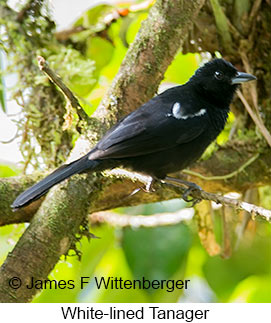 White-lined Tanager - © James F Wittenberger and Exotic Birding LLC White-lined Tanager - © James F Wittenberger and Exotic Birding LLC