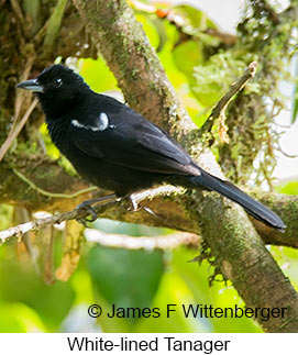 White-lined Tanager - © James F Wittenberger and Exotic Birding LLC White-lined Tanager - © James F Wittenberger and Exotic Birding LLC