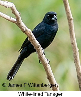 White-lined Tanager - © James F Wittenberger and Exotic Birding LLC