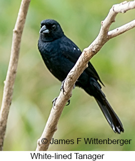 White-lined Tanager - © James F Wittenberger and Exotic Birding LLC