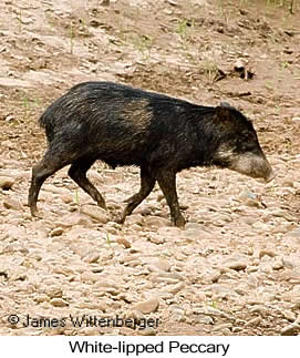 White-lipped Peccary - © James F Wittenberger and Exotic Birding LLC