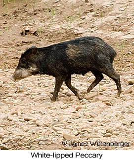 White-lipped Peccary - © James F Wittenberger and Exotic Birding LLC