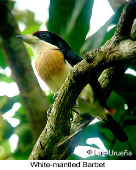 White-mantled Barbet - &copy; Luis Eduardo Urue&ntilde;a - Presented by Exotic Birding tours