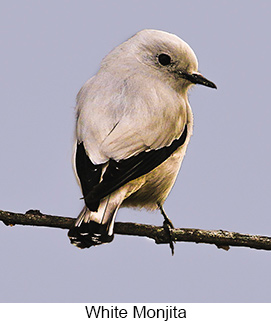 White Monjita  - Courtesy Argentina Wildlife Expeditions