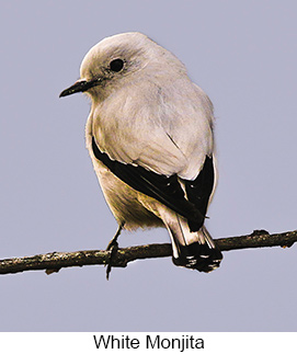 White Monjita  - Courtesy Argentina Wildlife Expeditions