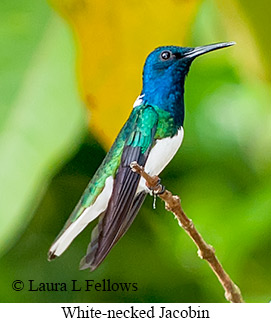 White-necked Jacobin - © Laura L Fellows and Exotic Birding LLC