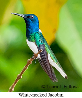 White-necked Jacobin - © Laura L Fellows and Exotic Birding LLC