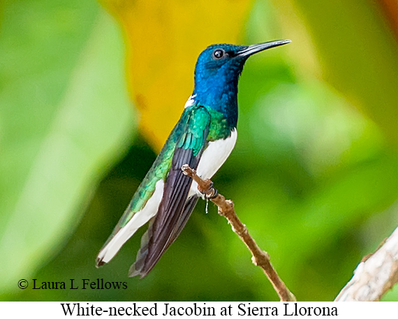 White-necked Jacobin - © Laura L Fellows and Exotic Birding LLC White-necked Jacobin - © Laura L Fellows and Exotic Birding LLC