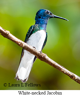 White-necked Jacobin - &copy; Laura L Fellows and Exotic Birding Tours