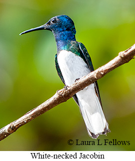 White-necked Jacobin - &copy; Laura L Fellows and Exotic Birding Tours