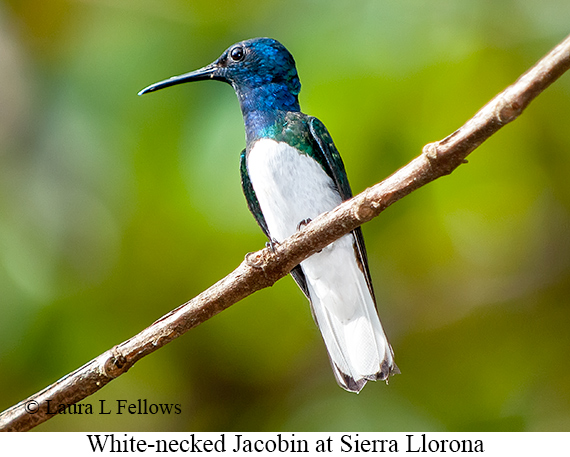 White-necked Jacobin - © Laura L Fellows and Exotic Birding LLC