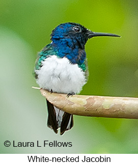 White-necked Jacobin - © Laura L Fellows and Exotic Birding Tours White-necked Jacobin - © Laura L Fellows and Exotic Birding Tours