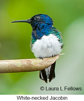 White-necked Jacobin - © Laura L Fellows and Exotic Birding LLC