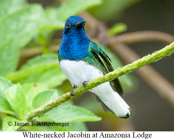 White-necked Jacobin - © James F Wittenberger and Exotic Birding LLC